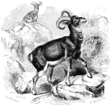 Mouflon from Brehms Tierleben Mufflon (Ovis Musimon).png