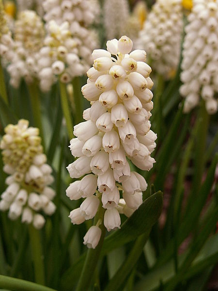 File:Muscari botryoides ‘album’.jpg