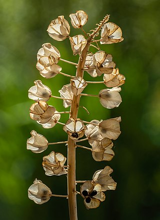 Seeds of a pearl hyacinth