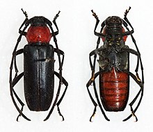 Muscidora üç renkli (38259331082) .jpg