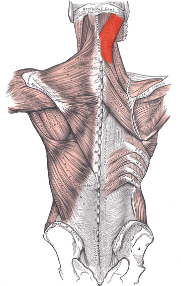 Musculus splenius