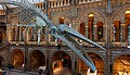 * Nomination Blue whale skeleton at the Central Hall of the Natural History Museum, London, England. --Poco a poco 09:42, 15 November 2023 (UTC) * Promotion Good quality. --Peulle 11:00, 15 November 2023 (UTC)