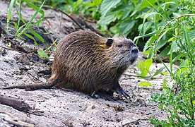 Myocastor coypus (Myocastoridae)