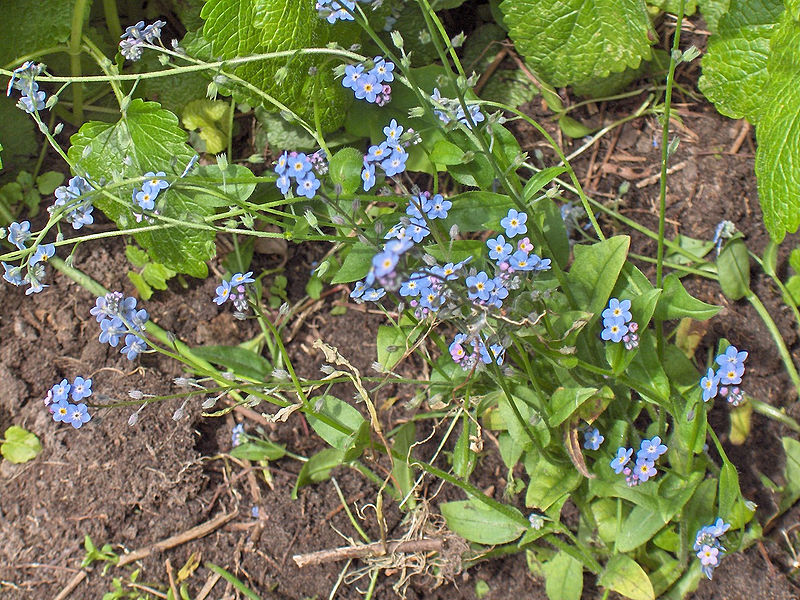 File:Myosotis.sylvatica(01).jpg