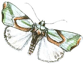 Nacna pulchripicta