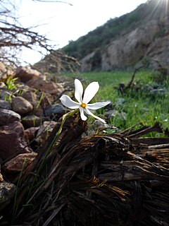 <i>Narcissus serotinus</i> Species of daffodil