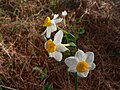 נרקיס מצוי Narcissus tazetta