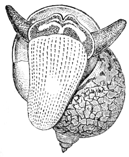 File:Natural History - Mollusca - Limneus Auricularis.png