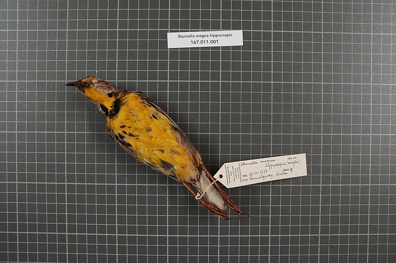 File:Naturalis Biodiversity Center - RMNH.AVES.153557 2 - Sturnella magna hippocrepis (Wagler, 1832) - Icteridae - bird skin specimen.jpeg