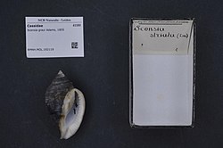 Naturalis Biodiversity Center - RMNH.MOL.192119 - Sconsia grayi Adams, 1855 - Cassidae - Mollusc shell.jpeg