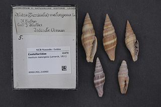 <i>Vexillum melongena</i> Species of gastropod