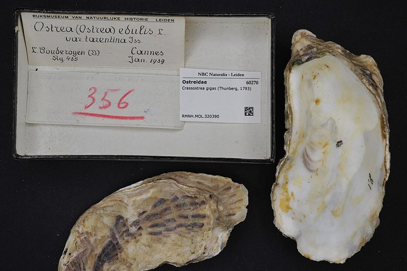 File:Naturalis Biodiversity Center - RMNH.MOL.320390 1 - Crassostrea gigas (Thunberg, 1793) - Ostreidae - Mollusc shell.jpeg