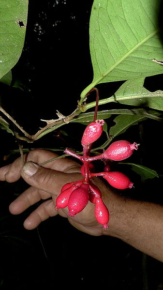 File:Neea sp., Nyctaginaceae, Atlantic forest, northeastern Bahia, Brazil (9463277249).jpg