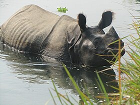 Chitwan National Park, Nepal