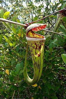 <i>Nepenthes × cincta</i> species of plant