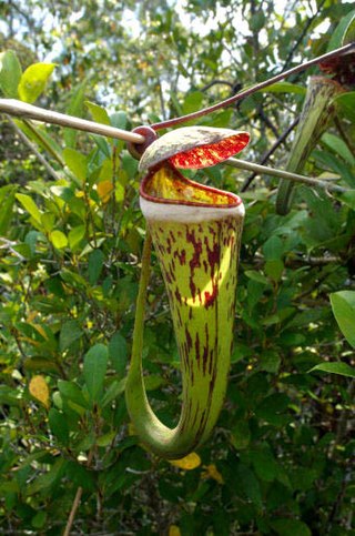 <i>Nepenthes <span style="font-style:normal;">×</span> cincta</i> Species of carnivorous plant