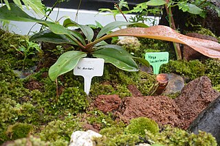 <i>Nepenthes danseri</i> Species of pitcher plant from Indonesia