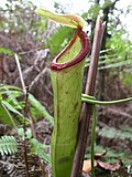 Thumbnail for List of Nepenthes endophyte species