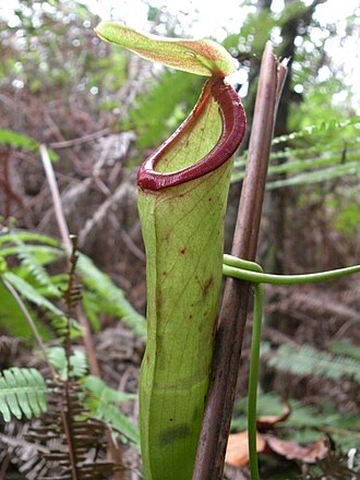 Fifteen strains of bacterial endophytes have been isolated from Nepenthes mirabilis plants originating from Selangor, Peninsular Malaysia. (Upper pitcher of N. mirabilis from Kelantan pictured.) Nepenthes mirabilis hot lips.jpg