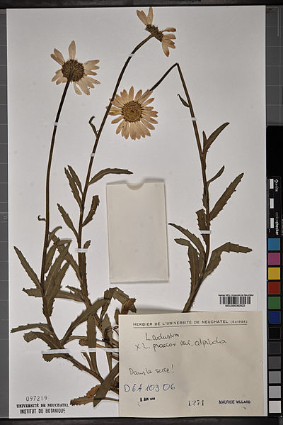 File:Neuchâtel Herbarium - Leucanthemum adustum - NEU000092822.jpg