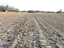 New seeding of intermediate wheatgrass in 30-inch rows.