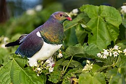 New Zealand Imperial Pigeon 0A2A1456.jpg