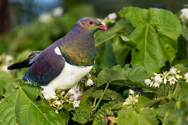 File:New Zealand Imperial Pigeon 0A2A1456.jpg
