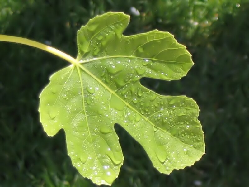 File:New fig leaf.jpg