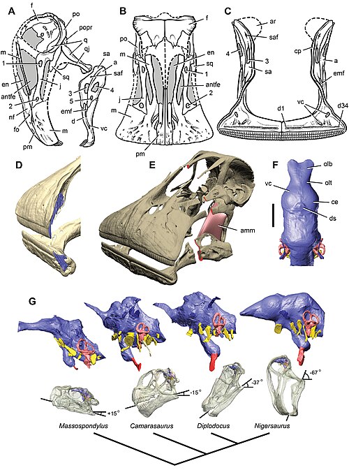 Skull of Nigersaurus taqueti and head posture in sauropodomorphs