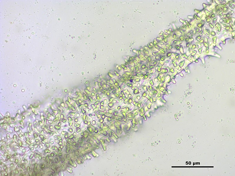 File:Niphotrichum canescens (c, 144800-474409) 1237.JPG