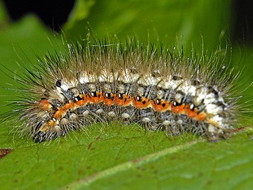 Caterpillar of Acronicta euphorbiae, last instar