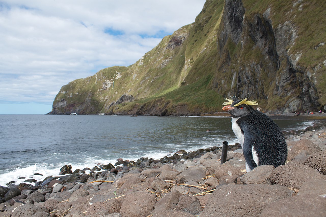 Northern Rockhopper Penguin on Inaccessible Island.jpg