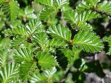 Nothofagus pumilio, lehdet.jpg