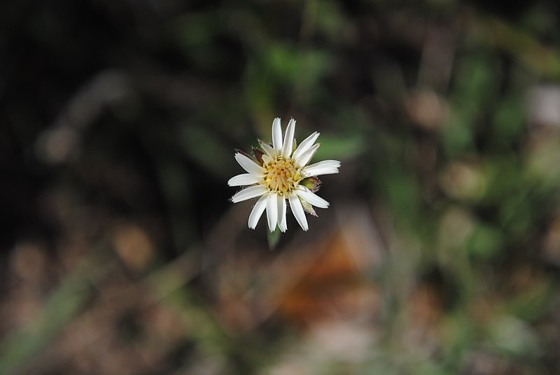 File:Noticastrum marginatum- Soriano, Palmar, Suelo arenoso pedregoso en campo al margen del Río Negro 1.jpg