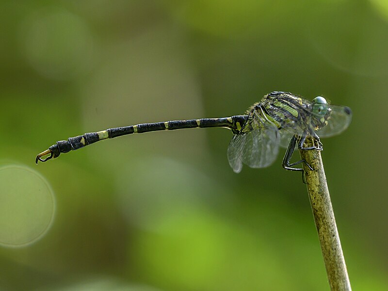 File:Nychogomphus striatus.jpg