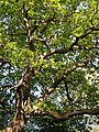 Oak tree by the mill race - geograph.org.uk - 1091755.jpg
