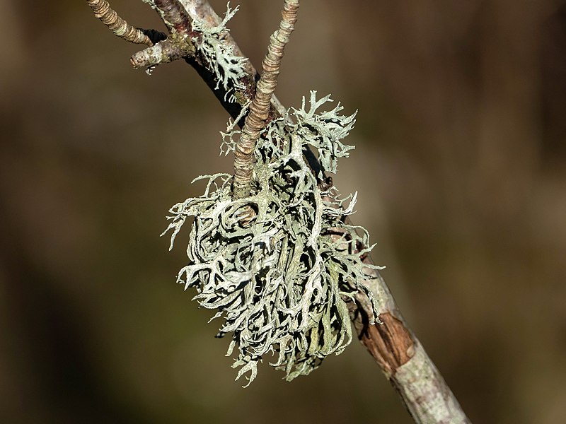 File:Oakmoss at Myrstigen 1.jpg