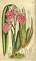 Rhynchostele majalis (as syn. Odontoglossum platycheilum) plate 8718 in: Curtis's Bot. Magazine (Orchidaceae), vol. 143, (1917)