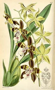 Odontoglossum tripudians.jpg