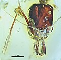 Odontomachus pseudobauri head