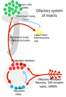 Olfactory pathway, insects Olfactory pathway insects.png