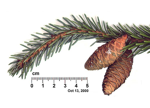 Serbian spruce was discovered on the Tara Mountain in 1875 by Josif Pančić