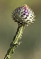 * Nomination Thinder thistle (Onopordum carduchorum) --Zcebeci 10:15, 11 June 2020 (UTC) * Promotion  Support Good quality. --Poco a poco 14:01, 11 June 2020 (UTC)