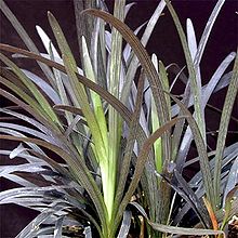 Ophiopogon-planiscapus-Nigr.jpg