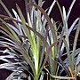 Thumbnail for Ophiopogon planiscapus