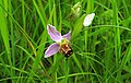 Ophrys apifera France - Stattmatten