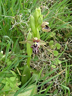 <i>Ophrys kotschyi</i> Species of orchid