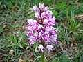 Orchis militaris Lithuania