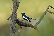 Oriental magpie-robin in Keoladeo National Park Oriental magpie-robin in Bharatpur National Park.jpg