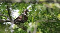 Oriental turtledove.jpg